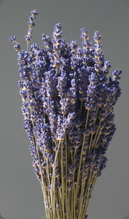 dried lavender_english_lg