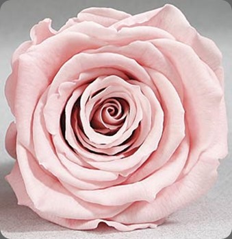 dried roseheads_ef_pink_lg