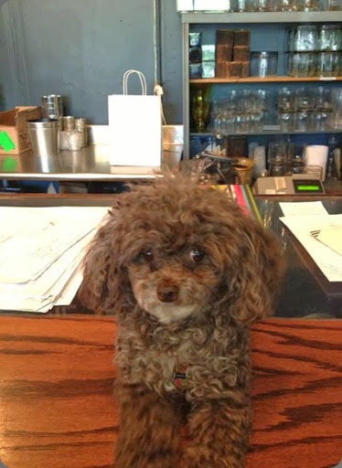 shop dogs 1000248_10151599790614537_1935942410_n Kiwi at Fleur chicago shop dogs 1000248_10151599790614537_1935942410_n Kiwi at Fleur chicago