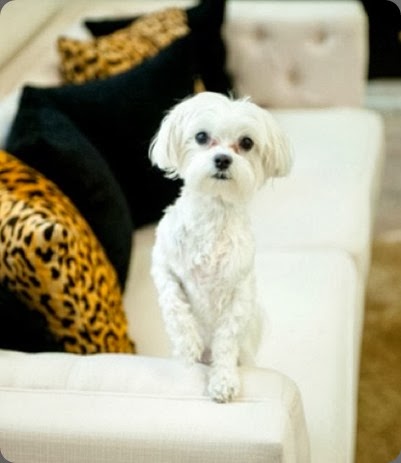 shop dogs 559322_10151878639190734_1654888890_n Posh Pup shop dogs 559322_10151878639190734_1654888890_n Posh Pup
