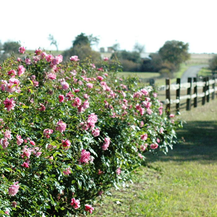 Old Blush rose covered fence at The Rose Emporium Brenham Texas, plans for the new year