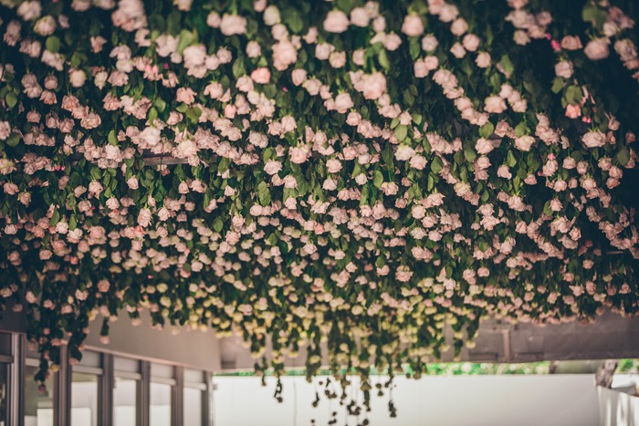 Joseph Massie flower | 'Rosa' flower tunnel Installation | Chelsea Flower Show 2016