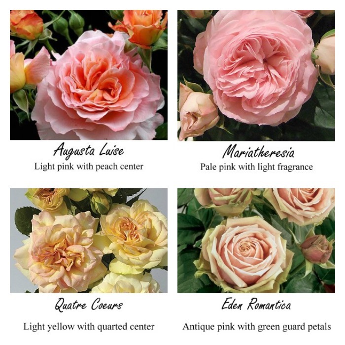 Garden Spray Rose varieties for Botanical Brouhaha Expert Panel 84