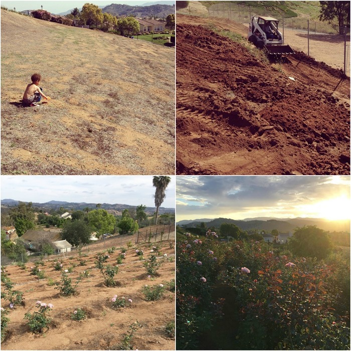 4 pictures of the progression of Ella Rose Farm - taking soil samples - planting rose bushes - harvesting roses