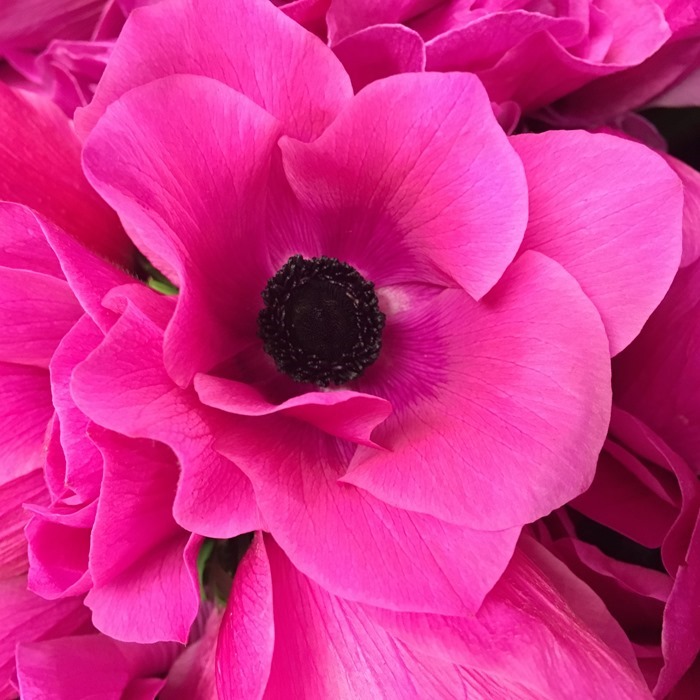 Pink anemone