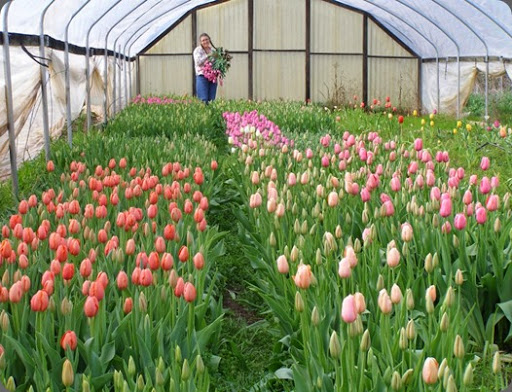 tulips 526806_543712355661813_1631499608_n arnosky farm tulips 526806_543712355661813_1631499608_n arnosky farm