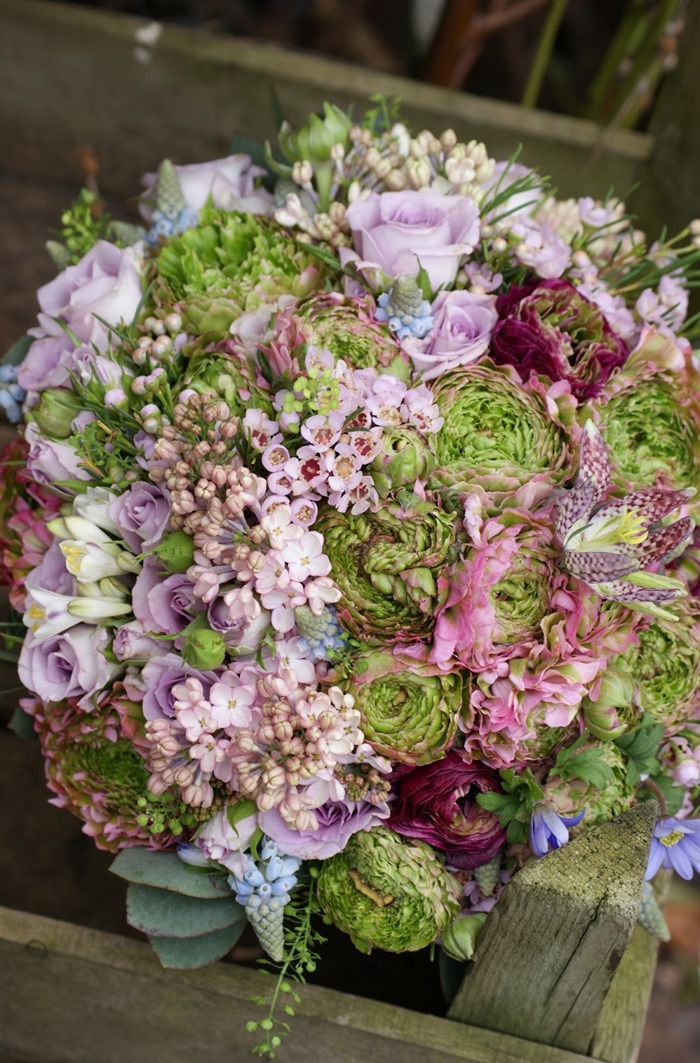 Waxflower - Botanical Brouhaha