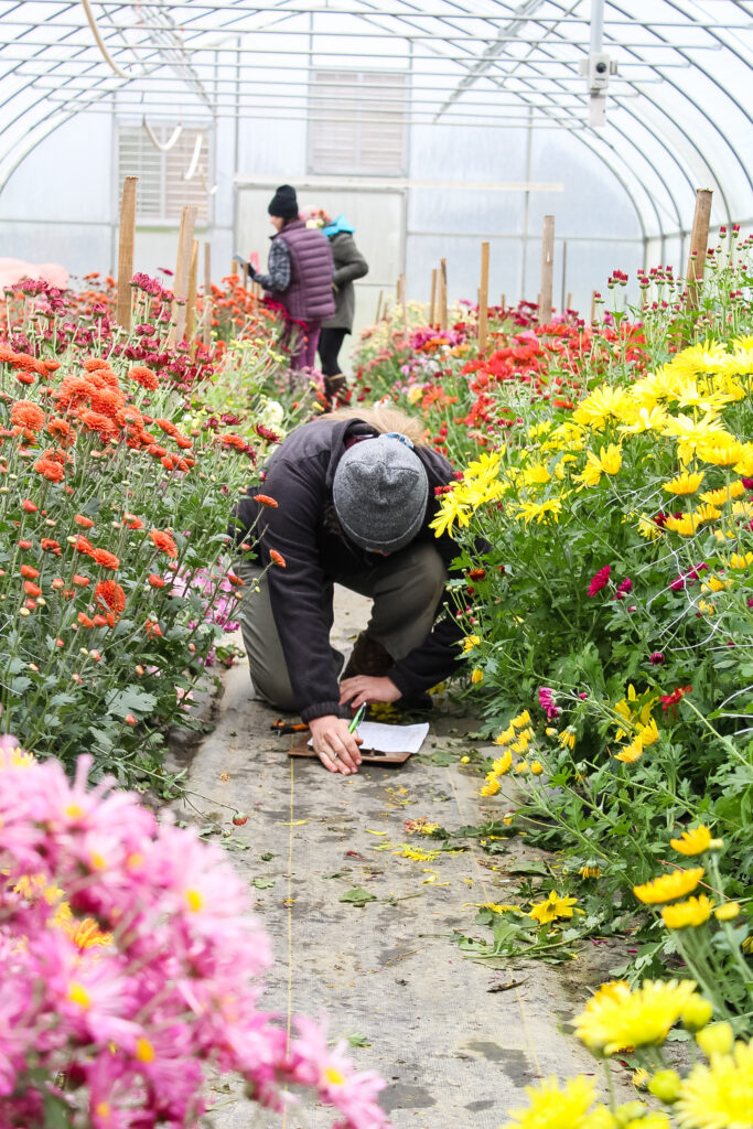Farmers at Harmony Harvest Farm working in the chrysanthemum greenhouse